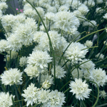 Allium maximowiczii 'Album'