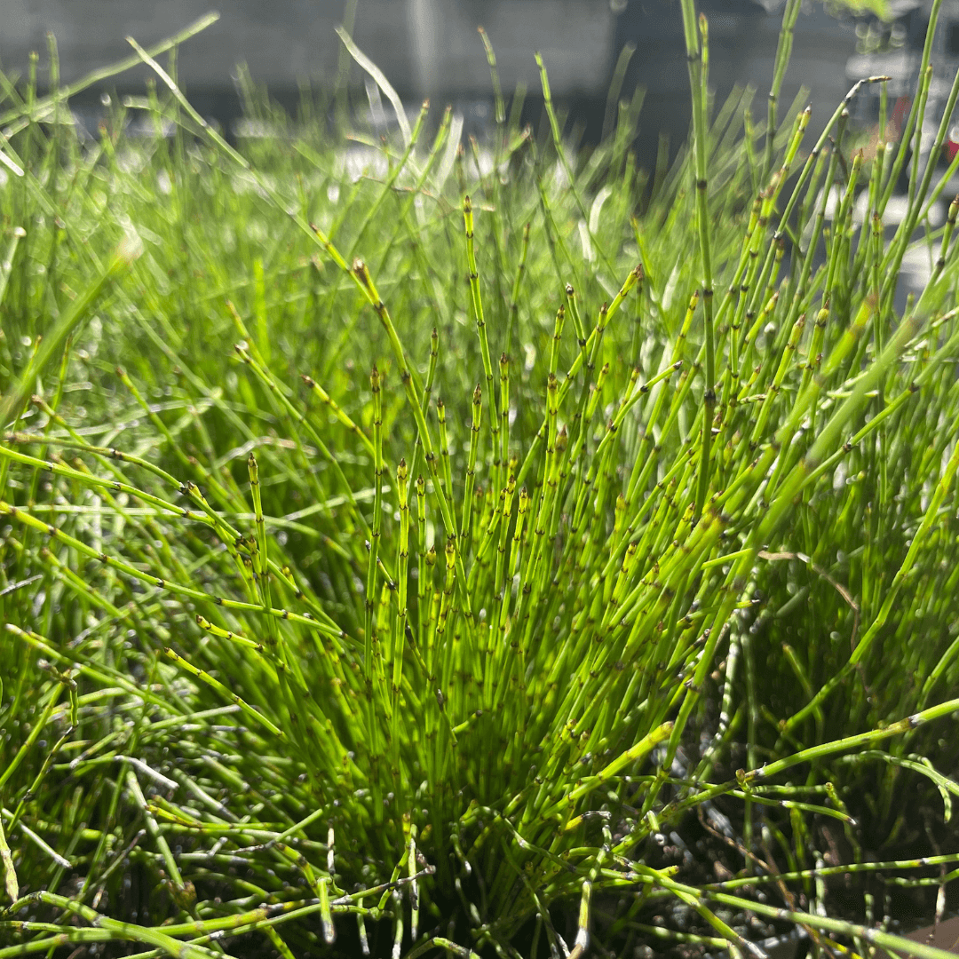 Dwarf Scouring Rush