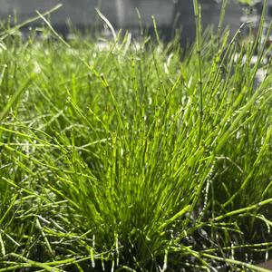 Dwarf Scouring Rush