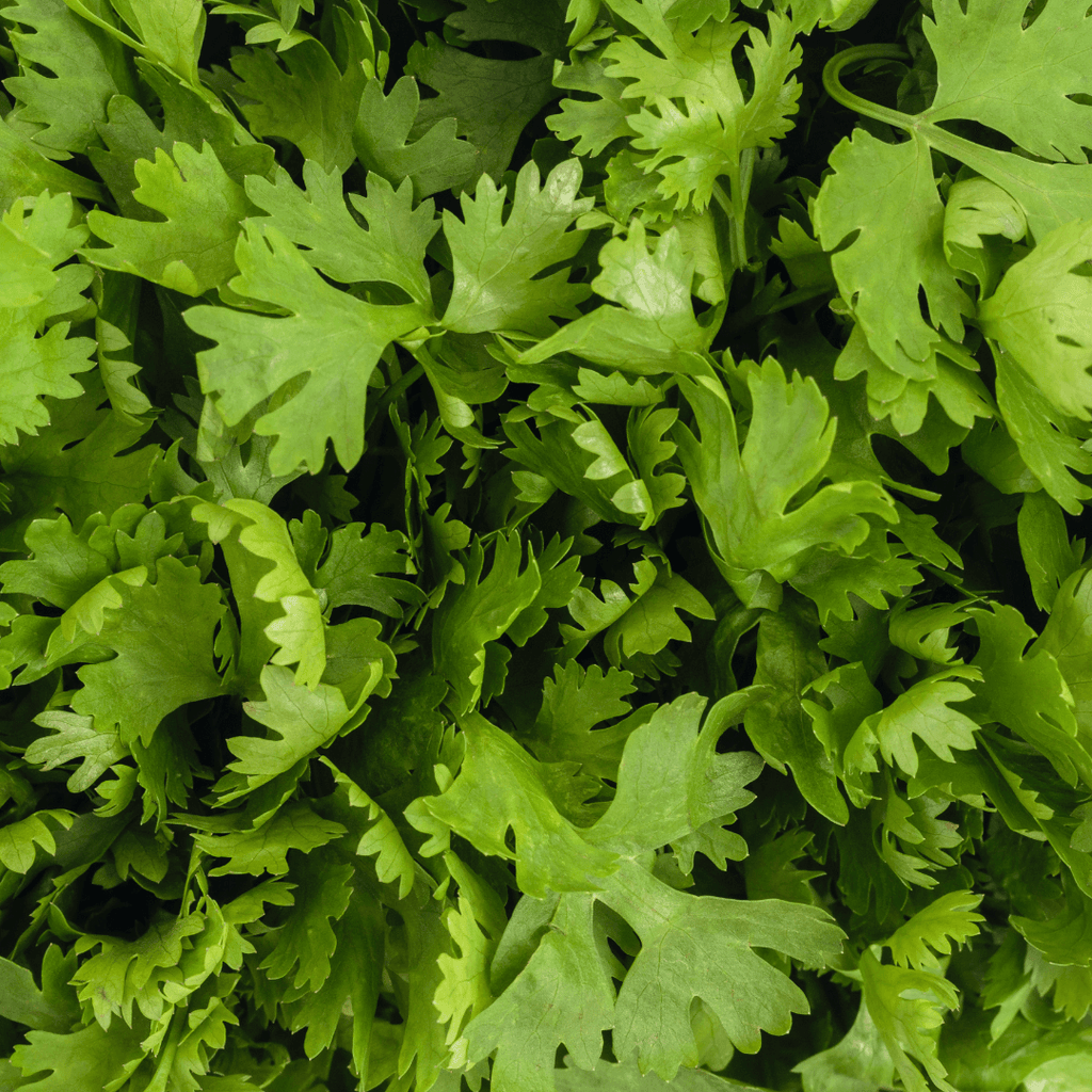 Cilantro