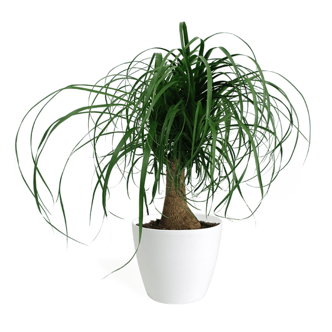 Ponytail Palm Large