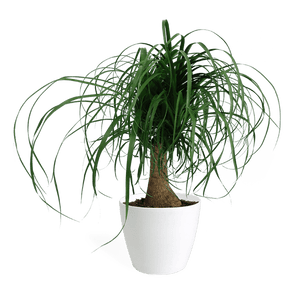 Ponytail Palm Large