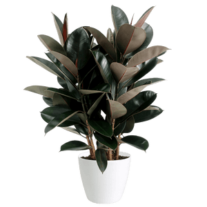 Ficus Burgundy Bush Medium