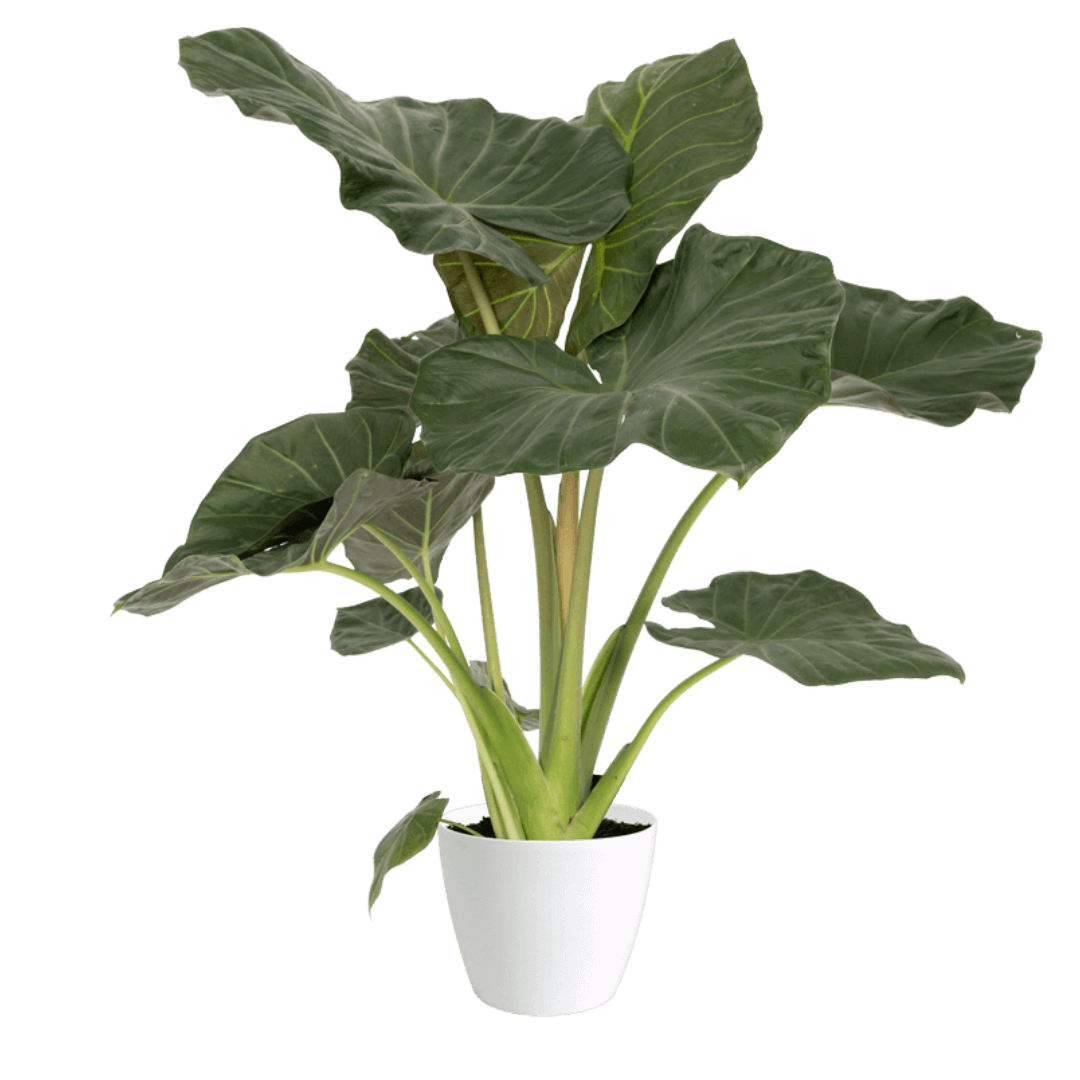 Alocasia Regal Shield Medium