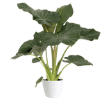 Alocasia Regal Shield Medium