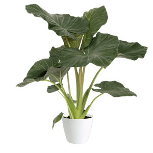 Alocasia Regal Shield Medium