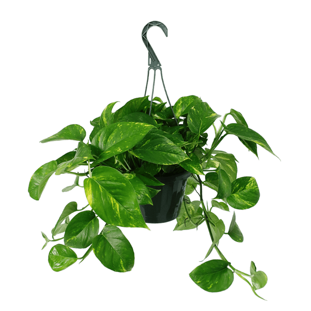 Golden Pothos Hanging Basket Large