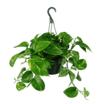 Golden Pothos Hanging Basket Large