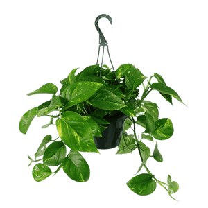 Golden Pothos Hanging Basket Large