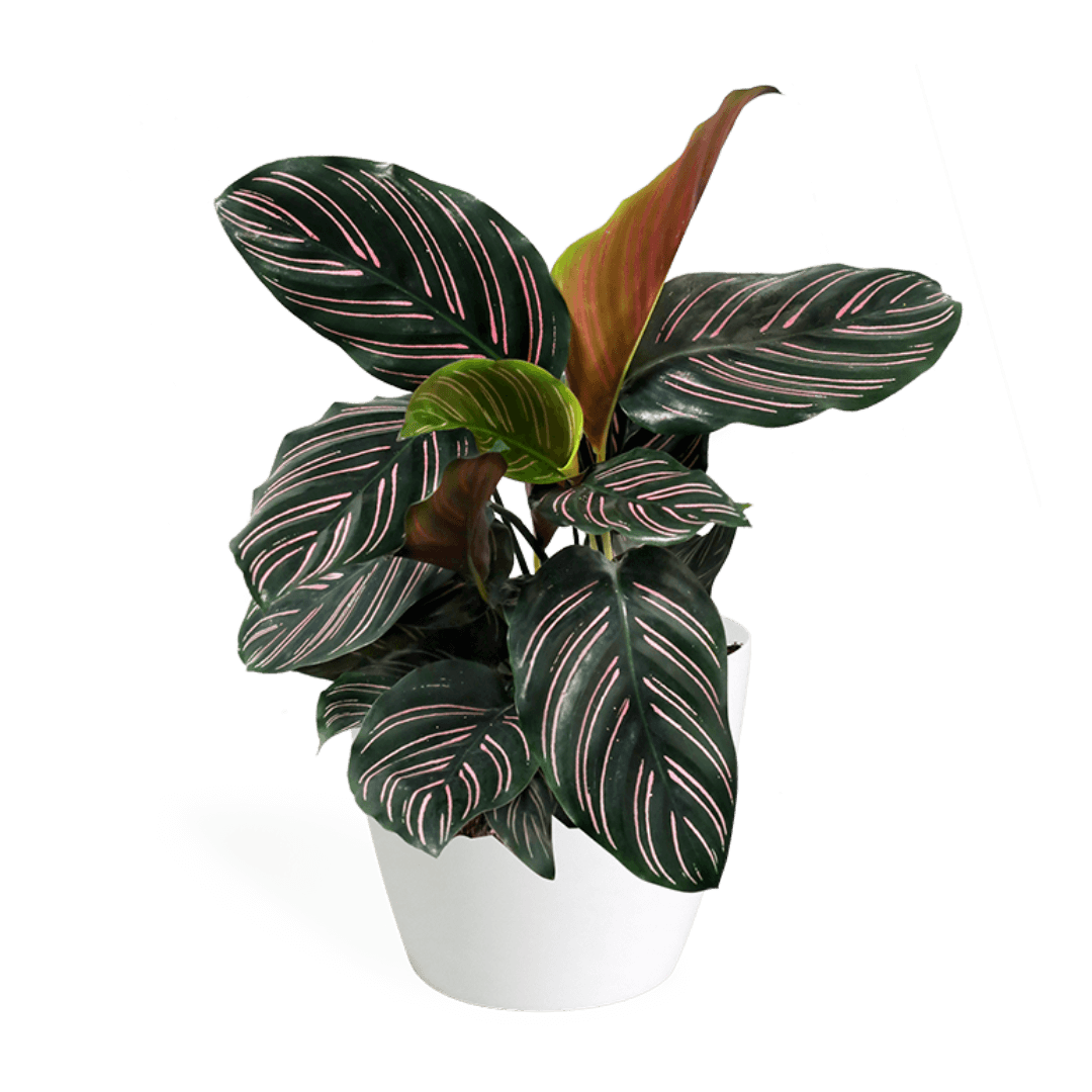 Calathea Ornata Small