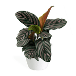 Calathea Ornata Small