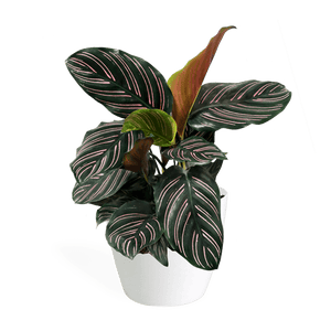 Calathea Ornata Small