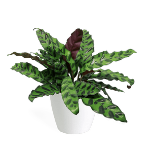 Calathea Lancifolia