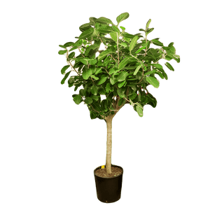 Ficus Audrey Large Standard