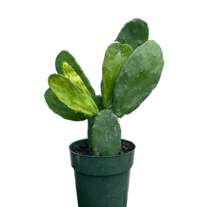 Prickly Pear Cactus Small