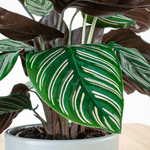 Calathea Ornata Small