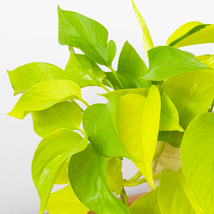 Pothos Neon Hanging Basket