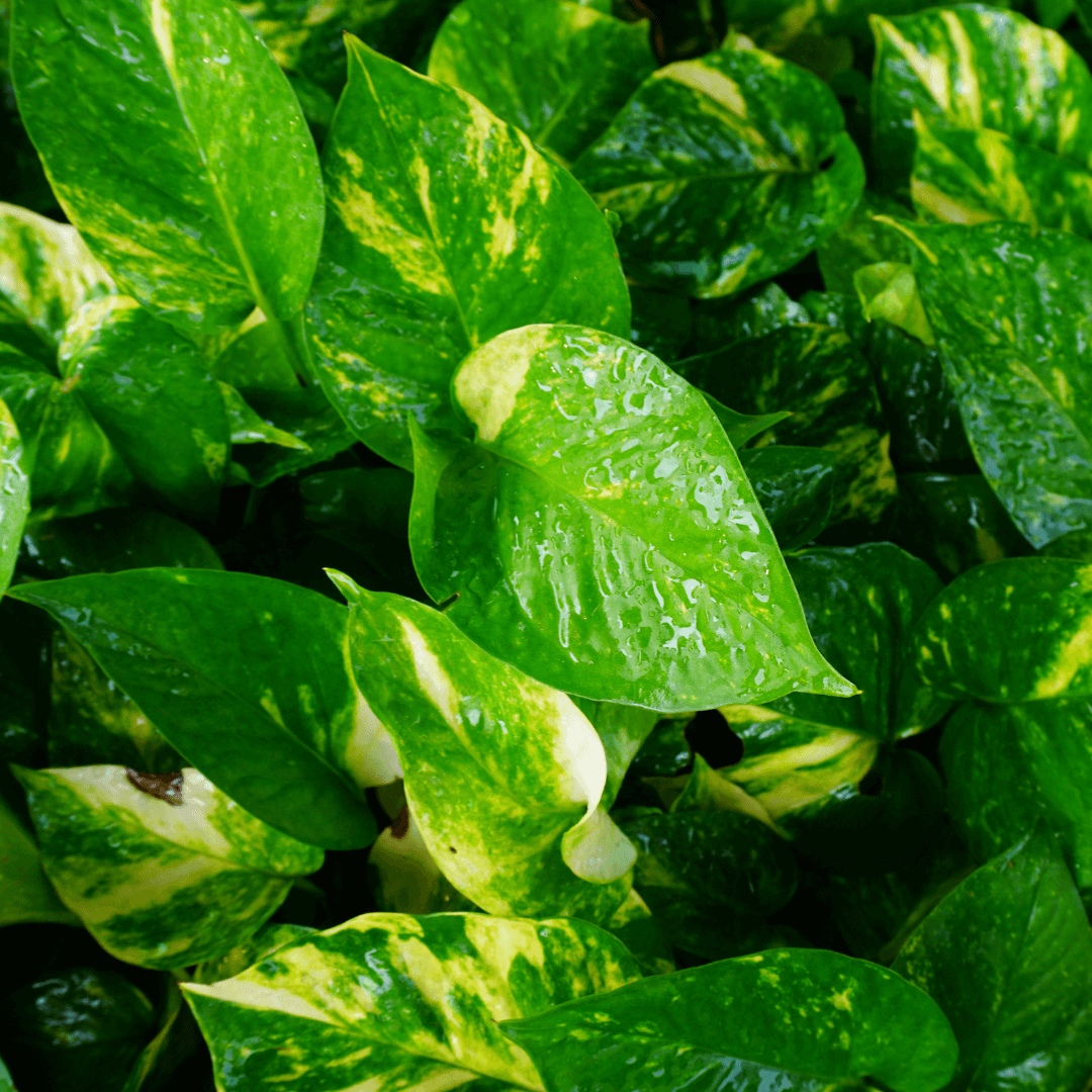 Golden Pothos Hanging Basket Large