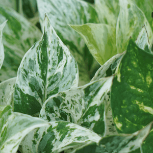 Pothos Marble Queen Hanging Basket