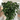 Aralia Fabian