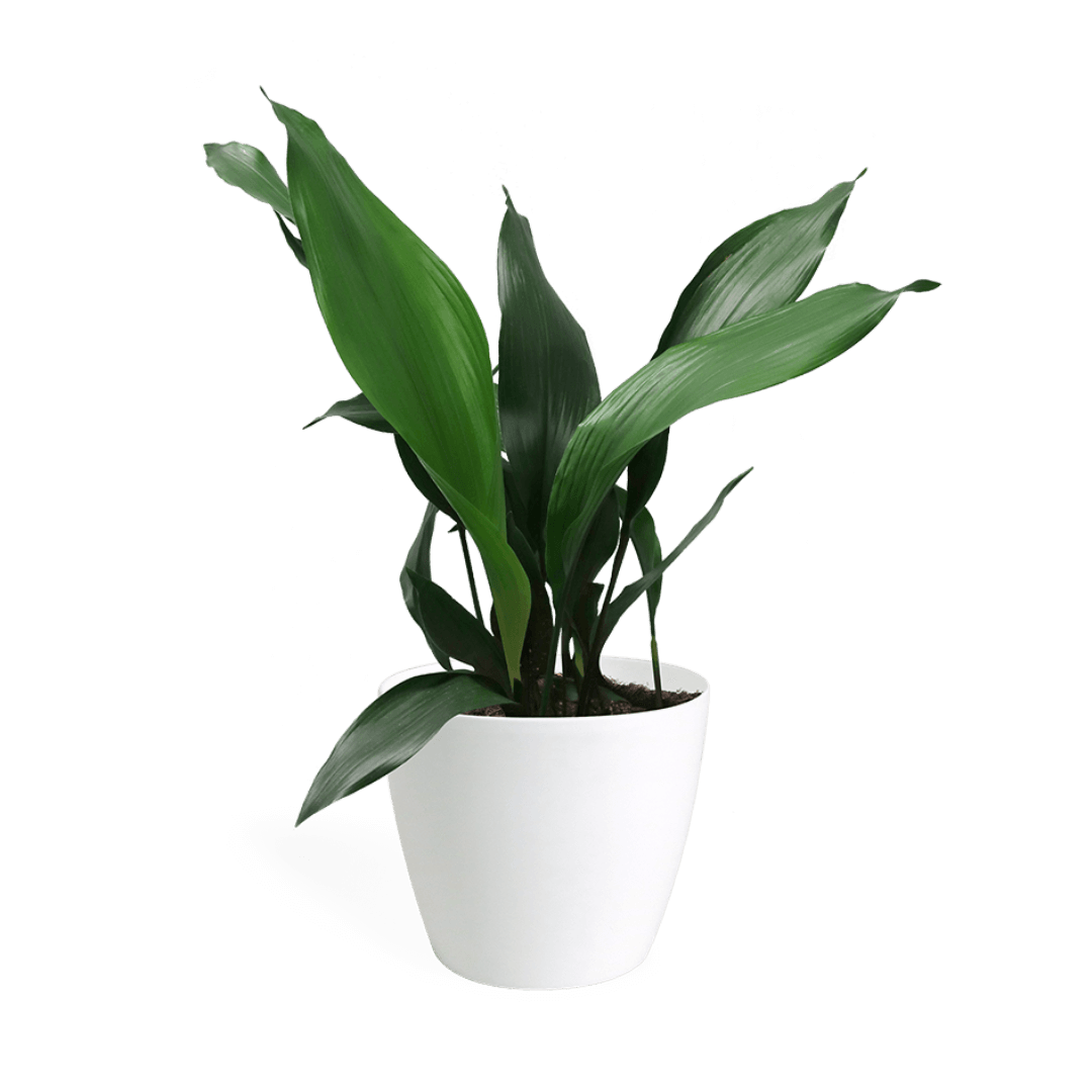 Aspidistra Large - Cast Iron Plant