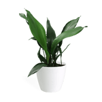 Aspidistra Large - Cast Iron Plant