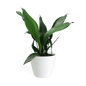 Aspidistra Large - Cast Iron Plant