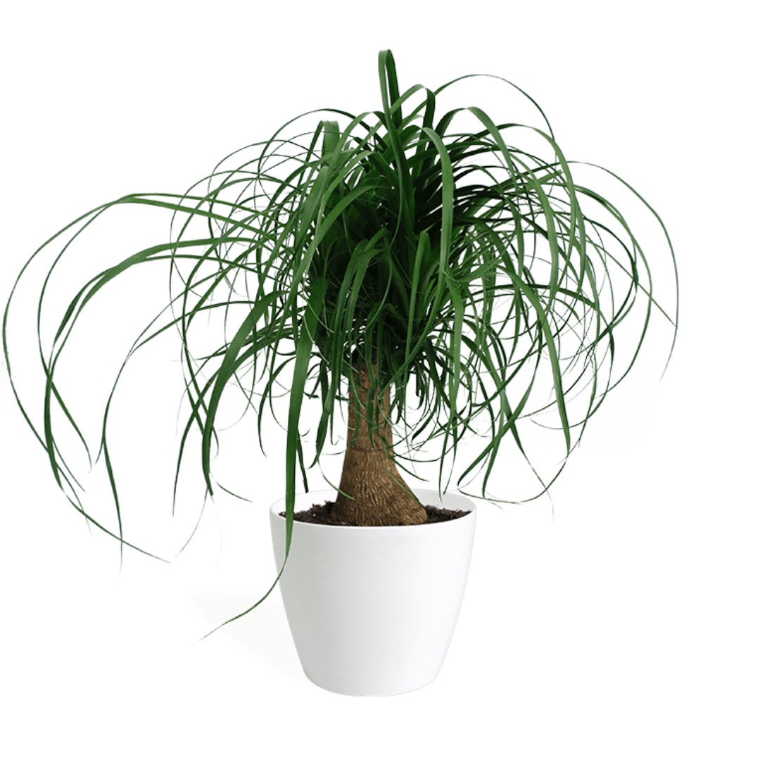 Ponytail Palm Small