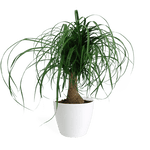 Ponytail Palm Small