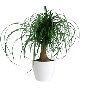 Ponytail Palm Small