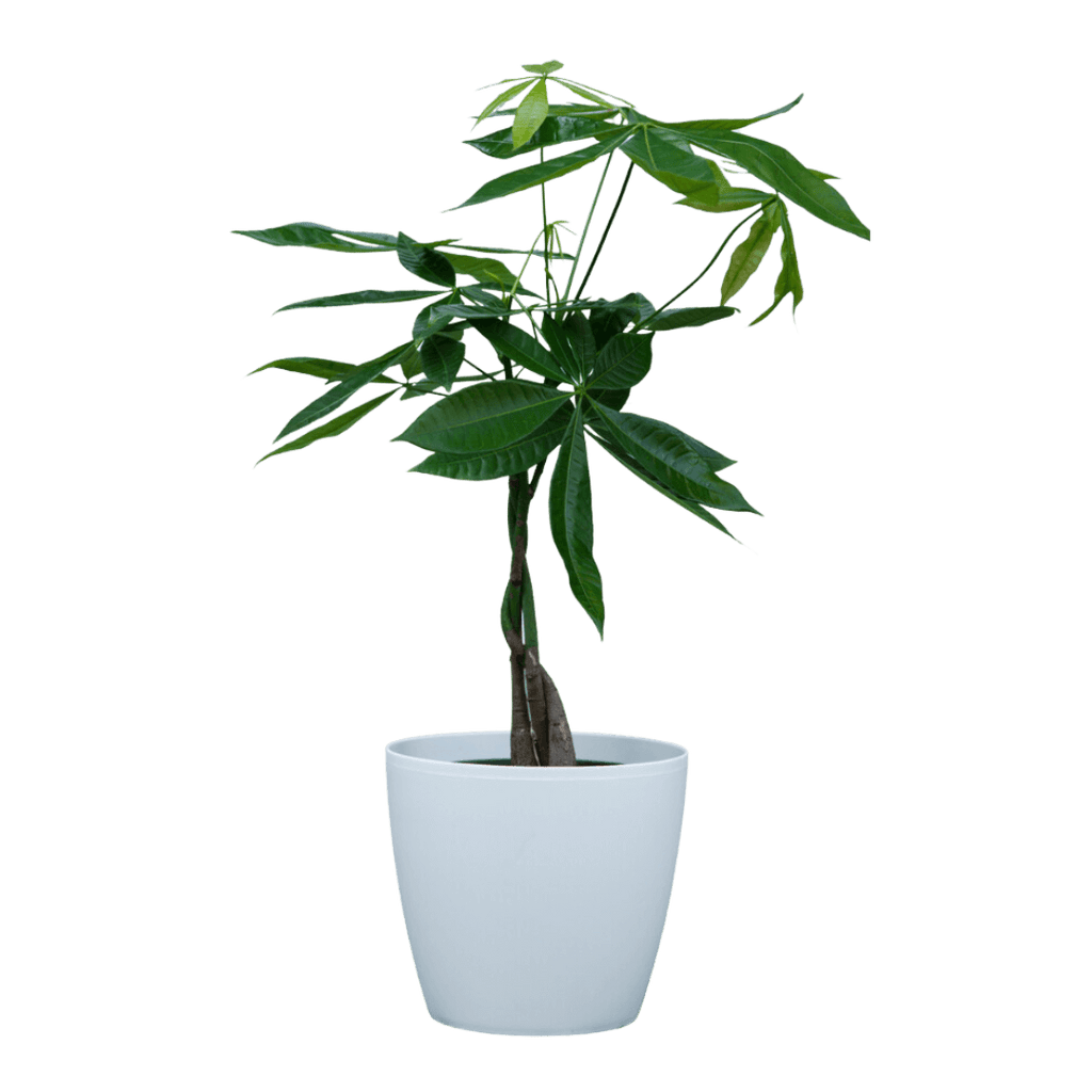 Money Tree Small