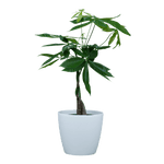 Money Tree Small