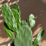 Prickly Pear Cactus Small