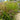 Ornamental Grass: Panicum 'Shenandoah' (Switch Grass)