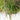 Ornamental Grass: Panicum Prairie Winds® 'Apache Rose' (Switch Grass)