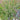 Ornamental Grass: Panicum Prairie Winds® 'Apache Rose' (Switch Grass)