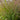 Ornamental Grass: Panicum Prairie Winds® 'Apache Rose' (Switch Grass)