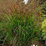 Panicum Prairie Winds® Cheyenne Sky