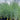 Panicum amarum (Beach Grass- Ornamental Grass) GLV