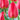 Tulip Darwin Hybrid 'Parade' Bulbs 