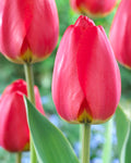 Tulip Parade Bulbs - Pack 5