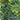 PARTH TRI GREEN SHOWERS boston ivy
