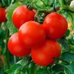 Patio Tomato