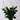 Peace Lily