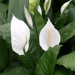 Peace Lily Sensation