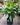 Peace Lily 'Platinum Mist'