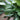 Peace Lily 'Platinum Mist'