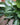Peace Lily 'Platinum Mist'