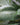 Peace Lily 'Platinum Mist'