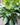 Peace Lily 'Platinum Mist'